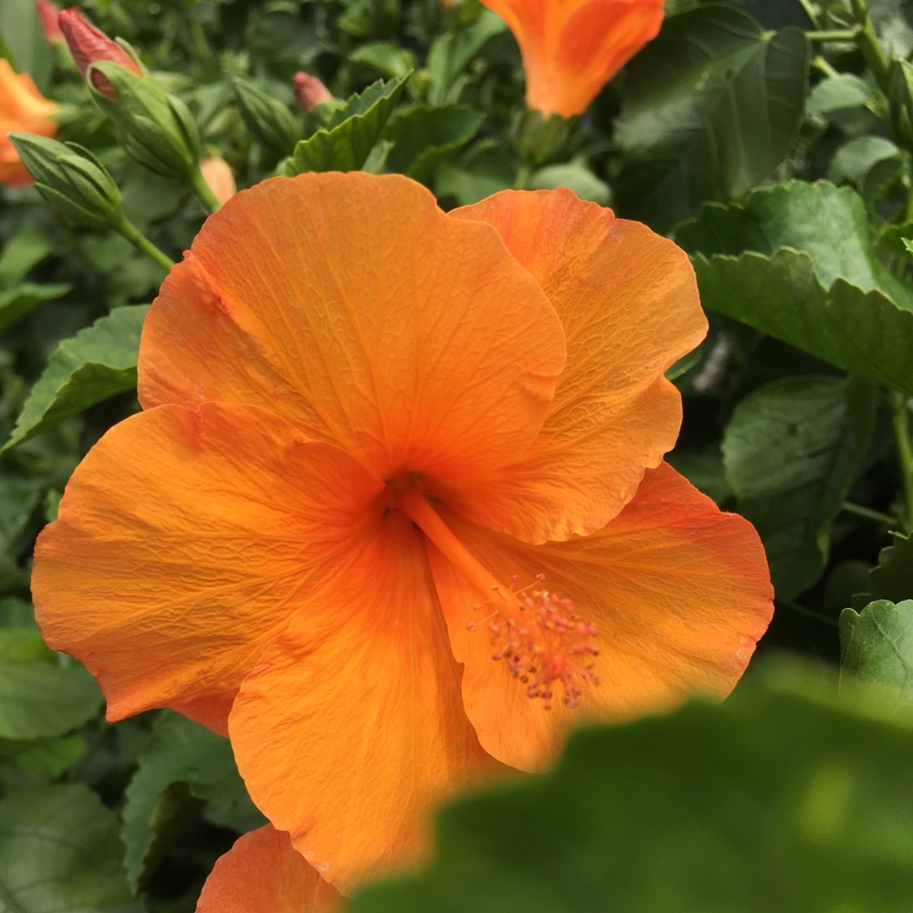 Meet your Posher, Alicia